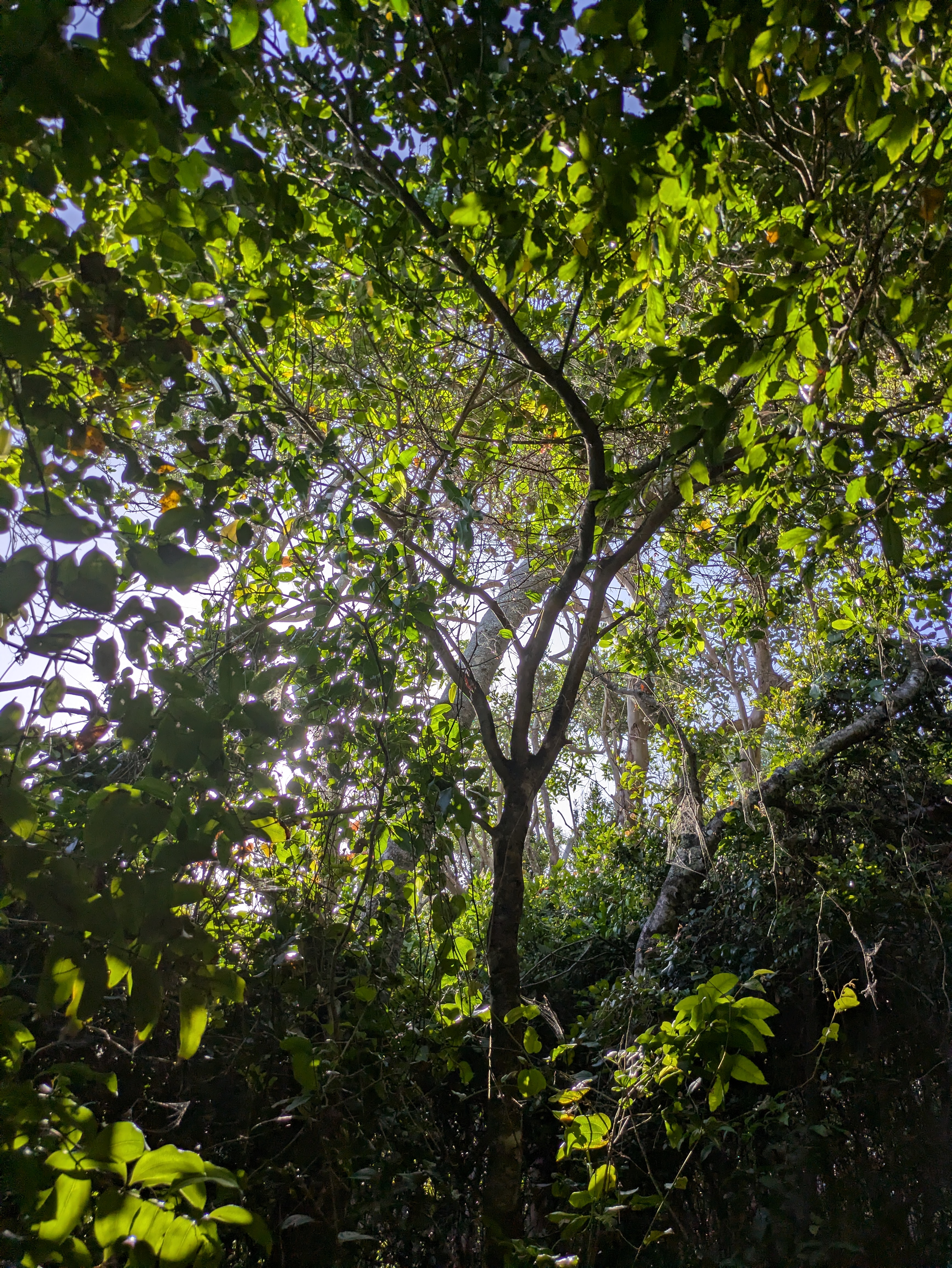 Site hosted by Neocities