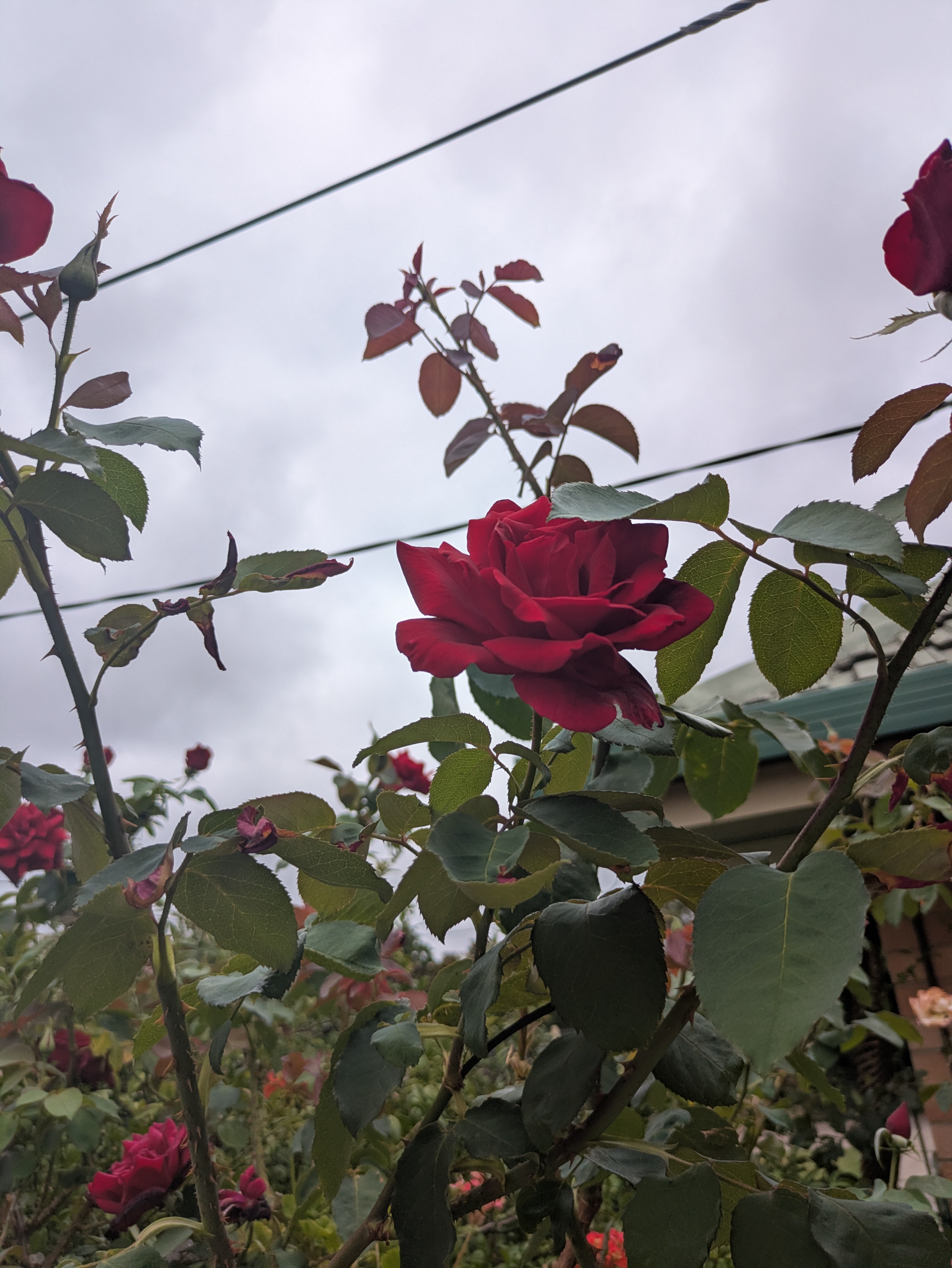 Site hosted by Neocities